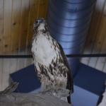 OTRA2013_1962 (July 21, 2013)